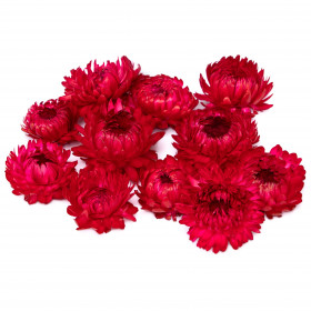 Гелихризум красный сухоцвет (1 цветок) фото