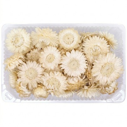 Гелихризум белый сухоцвет оптом (1 штука) фото