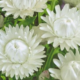 Гелихризум белый сухоцвет оптом (1 штука) фото