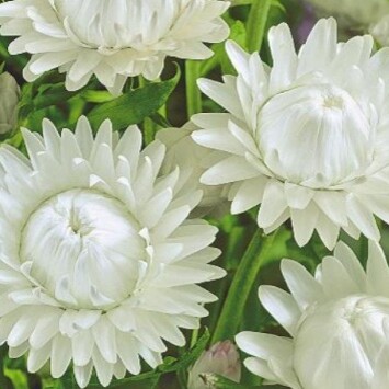 Гелихризум белый сухоцвет оптом (1 штука) фото