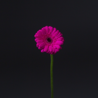 Гербера Темно-Розовая фото изображение 2