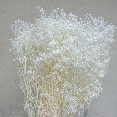 Гипсофила Белая оптом (1 пучок) стабилизированная фото