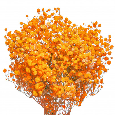 Гипсофила Оранжевая (1 пучок) стабилизированная фото