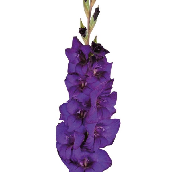 

Гладиолус Фиолетовый