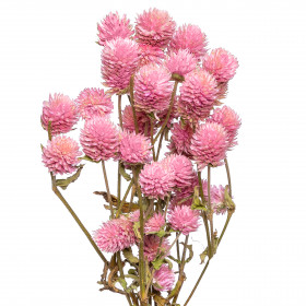 Гомфрена (клевер) розовая сухоцвет (1 ветка) фото