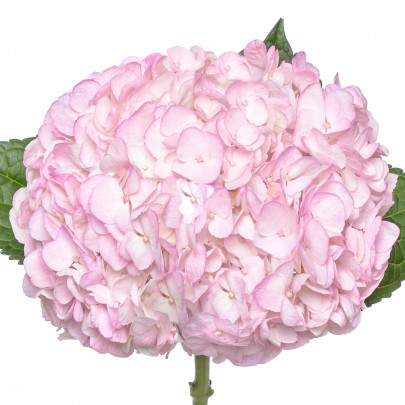 Гортензия Нежно-Розовая фото