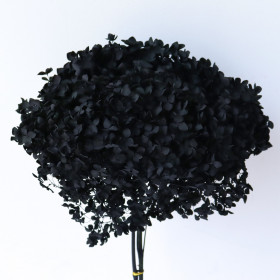 Гортензия Черная (1 ветка) стабилизированная фото
