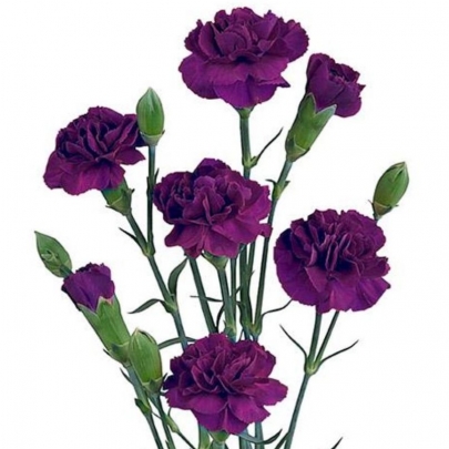 Гвоздика Фиолетовая Кустовая фото