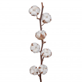 Хлопок Белый сухоцвет (1 ветка) фото