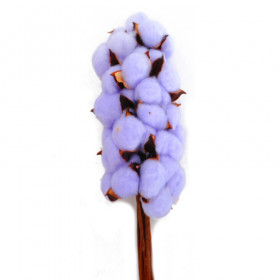 Хлопок Фиолетовый на палке сухоцвет оптом (1 штука) фото