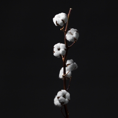Хлопок Белый сухоцвет (1 цветок) фото изображение 2