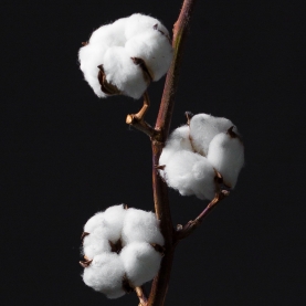 Хлопок Белый сухоцвет (1 цветок) фото