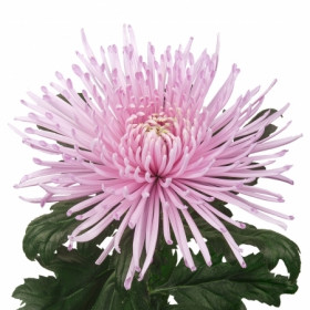 Хризантема Игольчатая Розовая фото
