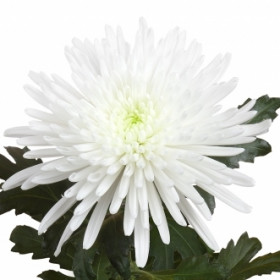 Хризантема Игольчатая Белая фото