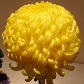 Хризантема Бигуди Желтая фото