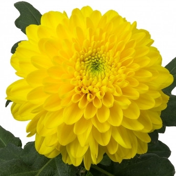 Хризантема Желтая фото
