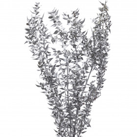 Иглица серебряная сухоцвет (1 ветка) фото