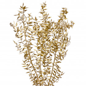 Иглица золотая сухоцвет (1 ветка) фото
