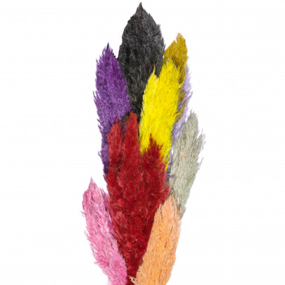 Камыш микс сухоцвет (1 ветка) фото