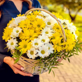 11 Бело-Желтых Кустовых Хризантем в корзине фото