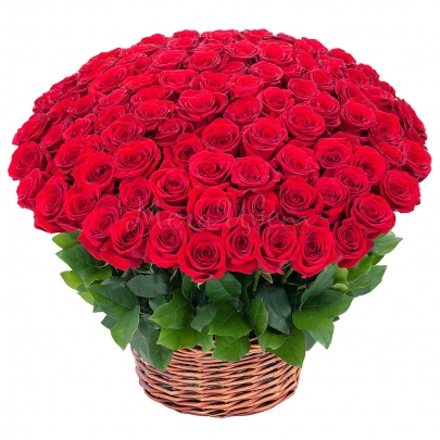 151 Красная Роза (50 см.) в корзине фото