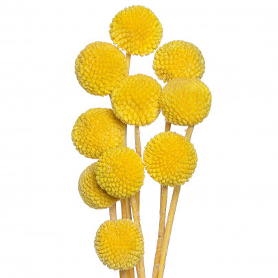 Краспедия Желтая сухоцвет (1 цветок) фото