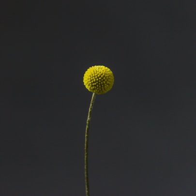 Краспедия Желтая сухоцвет (1 цветок) фото изображение 2