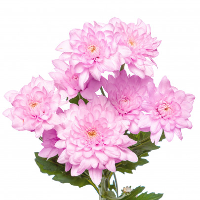 Хризантема Кустовая Светло-Розовая фото