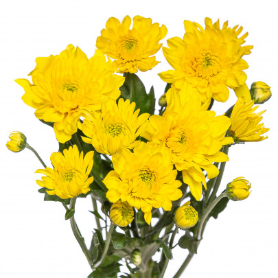 Хризантема Кустовая Желтая фото