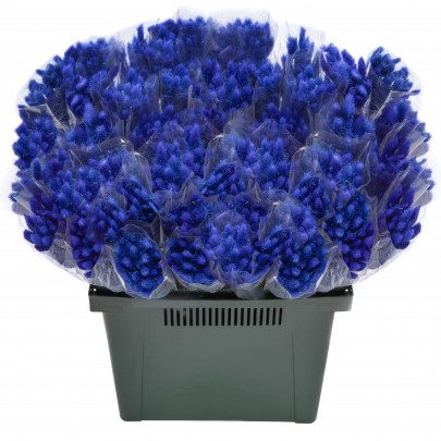 Лагурус Синий сухоцвет оптом (1 штука) фото