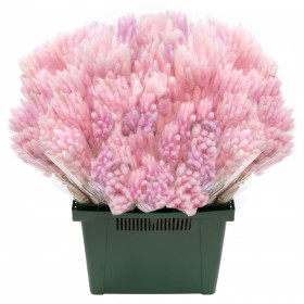 Лагурус Светло-Розовый сухоцвет оптом (1 штука) фото