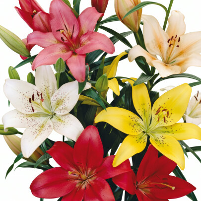 Лилия Микс оптом (1 штука) фото