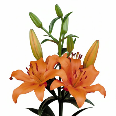 Лилия Оранжевая оптом (1 штука) фото