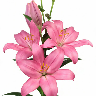 Лилия Розовая оптом (1 штука) фото