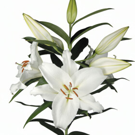 Лилия Восточная Белая оптом (1 штука) фото