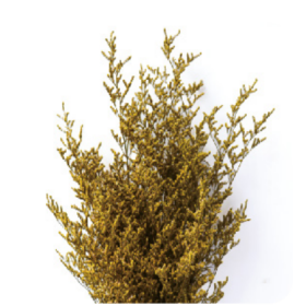 Лимониум Yellow сухоцвет оптом (1 пучок)