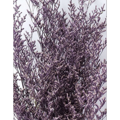 Лимониум крупноцветковый Watermelon сухоцвет (1 пучок) фото