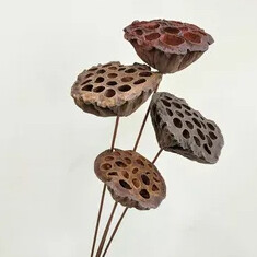 Лотос S сухоцвет оптом (1 штука) фото