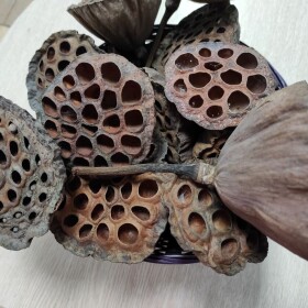 Лотос L сухоцвет оптом (1 штука) фото