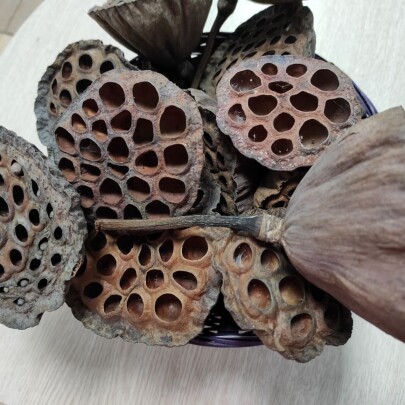 Лотос L сухоцвет оптом (1 штука) фото