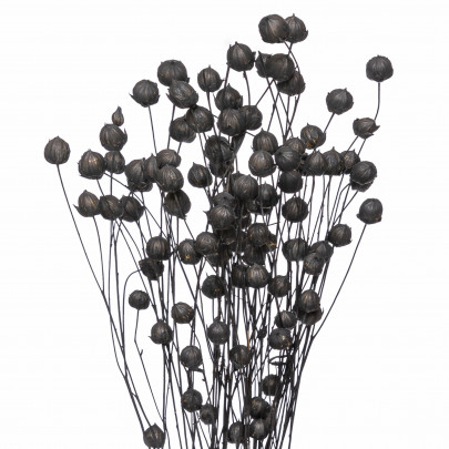 Лён черный сухоцвет (1 ветка) фото