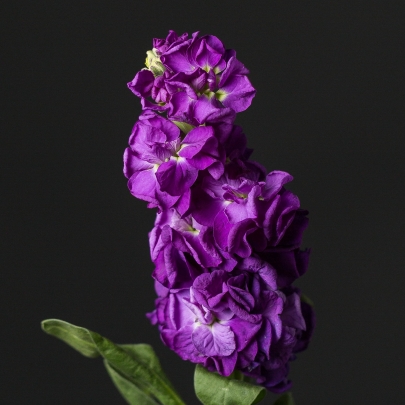 Маттиола Фиолетовая фото