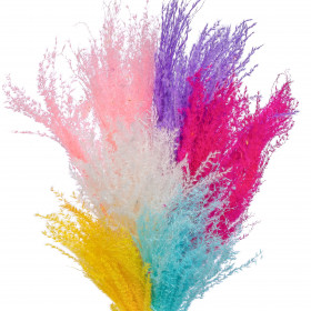 Мискантус микс сухоцвет (1 ветка) фото