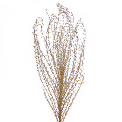 Мискантус натуральный сухоцвет (1 ветка) фото