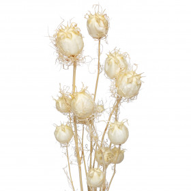 Нигелла белая сухоцвет (1 ветка) фото