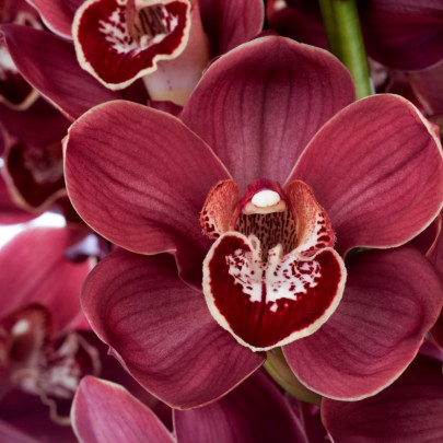 Орхидея Цимбидиум Бордовая фото