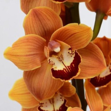 Орхидея Цимбидиум Коричневая (1 цветок) фото