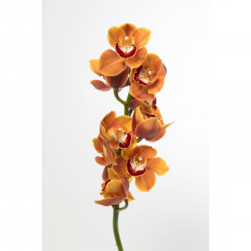 Орхидея Цимбидиум Коричневая (1 ветка) фото