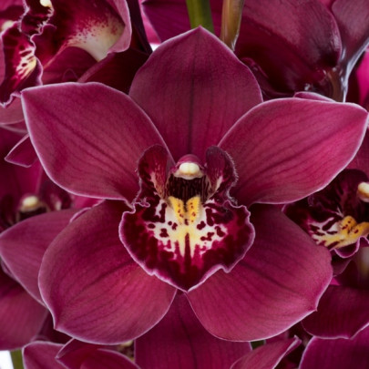 Орхидея Цимбидиум Малиновая (1 цветок) фото