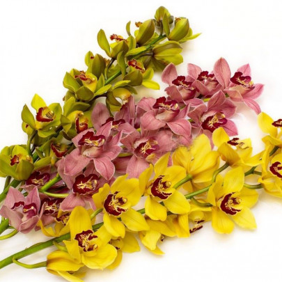 Орхидея Цимбидиум Микс (ветка) фото